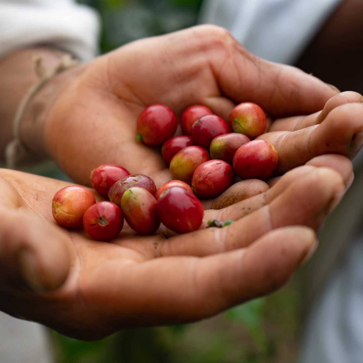 Café Kogi tostión media - 340 g - Silvestre Ecológico